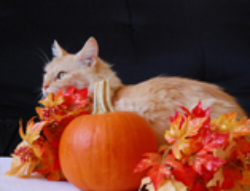 Five Tips To Keep Your Cat Happy At Thanksgiving