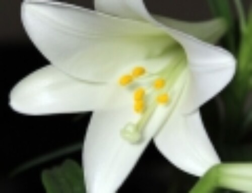 Easter Lily Dangers and Your Cats