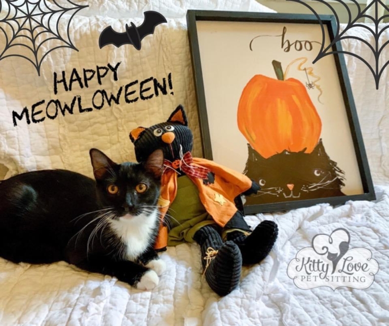 Having a Happy Halloween With Your Cat